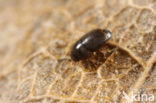 Acrotrichis atomaria