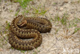 Adder (Vipera berus) 