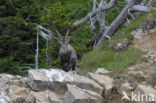 Ibex (Capra ibex)