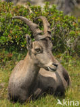 Alpen Steenbok (Capra ibex)