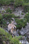 Alpen Steenbok (Capra ibex)