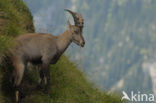 Alpen Steenbok (Capra ibex)