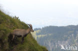 Alpen Steenbok (Capra ibex)