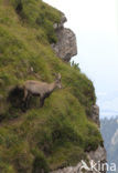 Ibex (Capra ibex)