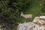 Alpen Steenbok (Capra ibex)