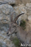 Alpen Steenbok (Capra ibex)