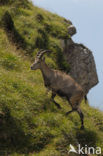 Alpen Steenbok (Capra ibex)