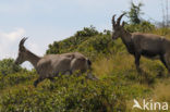 Ibex (Capra ibex)