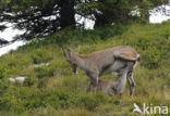 Alpen Steenbok (Capra ibex)