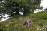 Alpen Steenbok (Capra ibex)