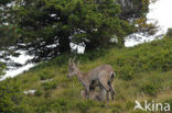 Ibex (Capra ibex)