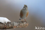 Alpine Accentor (Prunella collaris)