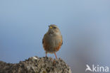 Alpenheggemus (Prunella collaris)