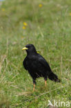 Alpenkauw (Pyrrhocorax graculus)