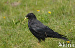 Alpenkauw (Pyrrhocorax graculus)