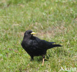 Alpenkauw (Pyrrhocorax graculus)