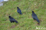 Alpenkauw (Pyrrhocorax graculus)