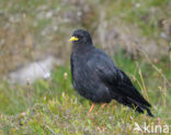 Alpenkauw (Pyrrhocorax graculus)