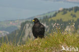 Alpenkauw (Pyrrhocorax graculus)