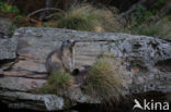 Alpine Marmot (Marmota marmota)