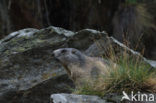 Alpine Marmot (Marmota marmota)