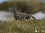 Alpensneeuwhoen (Lagopus muta)