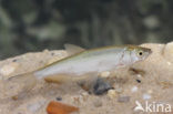 Bleak (Alburnus alburnus)