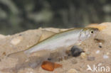 Bleak (Alburnus alburnus)