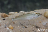 Bleak (Alburnus alburnus)