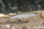 Bleak (Alburnus alburnus)