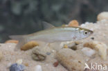 Bleak (Alburnus alburnus)