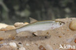 Bleak (Alburnus alburnus)