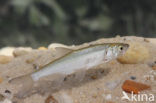 Bleak (Alburnus alburnus)