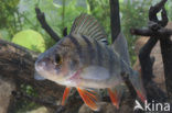 river perch (Perca fluviatilis)