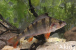 river perch (Perca fluviatilis)