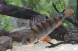 river perch (Perca fluviatilis)