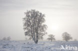 Birch (Betula)