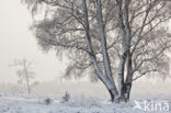 Birch (Betula)