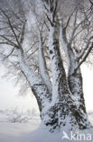 Birch (Betula)