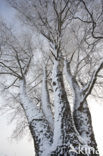 Birch (Betula)