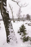 Birch (Betula)