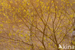 Birch (Betula)