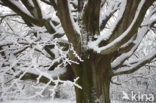 Beech (Fagus sylvatica)