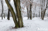 Beech (Fagus sylvatica)