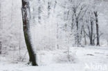 Beech (Fagus sylvatica)