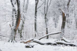 Beuk (Fagus sylvatica)