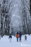 Beech (Fagus sylvatica)