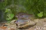 Bittervoorn (Rhodeus amarus)