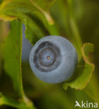 Blauwe bosbes (Vaccinium myrtillus)