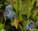 Blauwe bosbes (Vaccinium myrtillus)